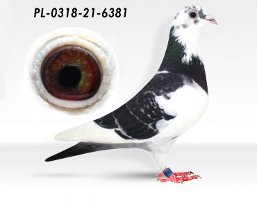 PL-0318-21-6381 - C.J. de Heijde, Aarden