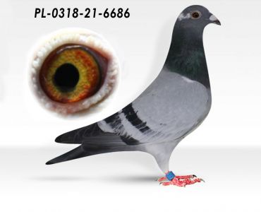 PL-0318-21-6686 - Flor Engels linia 231, H.A. Kopczyk