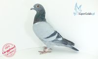 PL-0321-20-2748