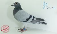 PL-0321-21-9706