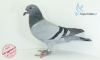 PL-0321-21-9710