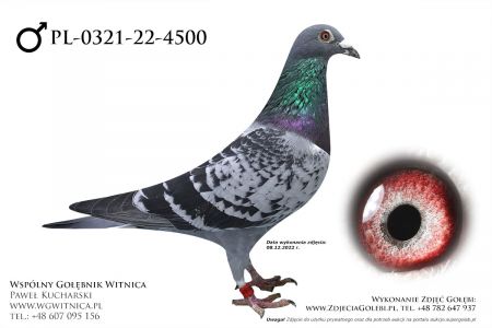 PL-0321-22-4500: Kurkowski Slawomir Gołąb z hodowli: Kurkowski Slawomir