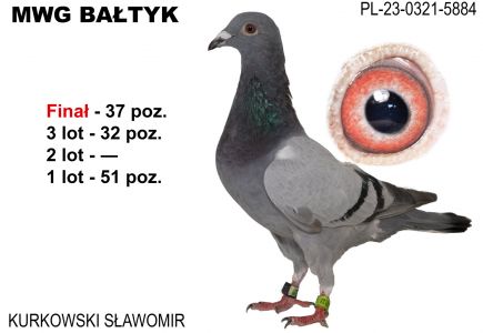 PL-0321-23-5884: Kurkowski Slawomir, 78. Lotnik, m in 51m, 32m, 37m z FINAŁU Gołąb z hodowli: Kurkowski Slawomir. 78 Lotnik
