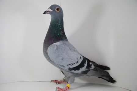 PL-0325-20-9555 Córka 5 Lotnika Polski kat. B Sport