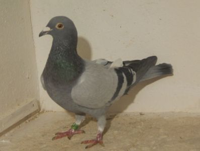 Pl-0326-18-18012 oryg.Tomasz Rumiński 