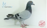 PL-0326-20-14014