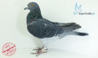 PL-0326-20-14016