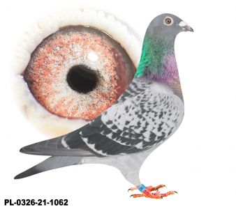 PL-0326-21-1062-Mocny inbred Electro