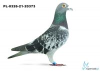 PL-0326-21-20373