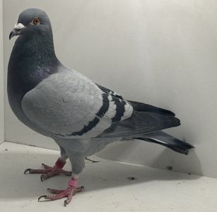 PL-0326-22-18825 - oryg. T. Rumiński - półsiostra olimpijki z 2020 r. - samica