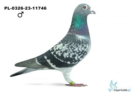 PL-0326-23-11746