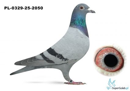 PL-0329-25-2050 wnuk olimpijczyka