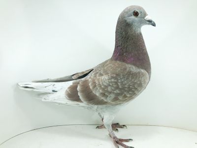 PL 0330 22 5856 – org. Sajdak Janusz - Gołąb powrócił po 4 konkursie (prawdopodobnie samczyk)