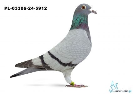 PL-03306-24-5912 Maciej Janikowski