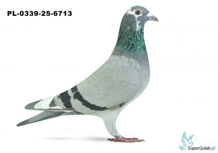 PL-0339-25-6713 9. OKRĘG WŁOCŁAWEK 