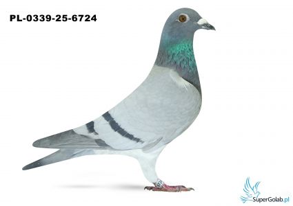 PL-0339-25-6724 9. OKRĘG WŁOCŁAWEK  