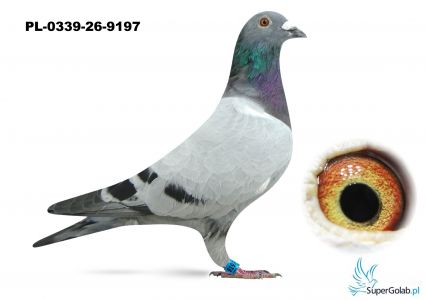 PL-0339-26-9197