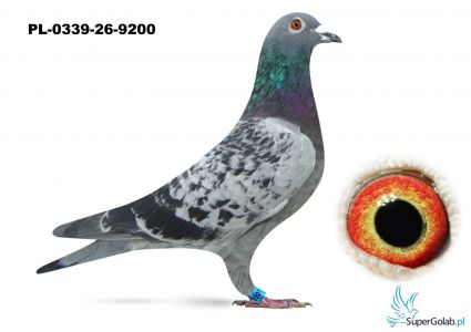 PL-0339-26-9200