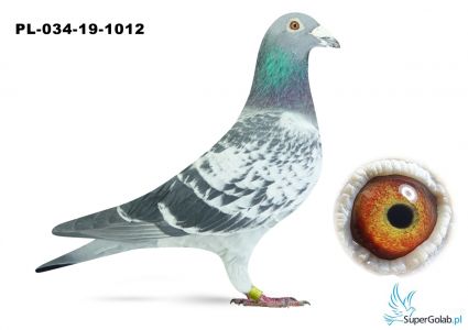 PL-034-19-1012  - w rodowodzie olimpijczyk 2044 , gołębie Janssen - Stok