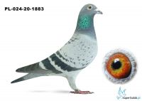 PL-034-20-1883  - wnuk DAKARA x gołębie JELLE JELLEMA