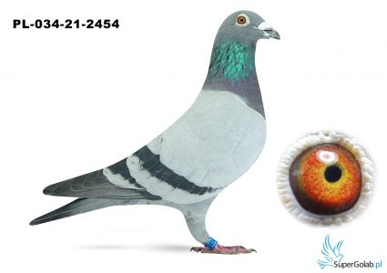 PL-034-21-2454  - w rodowodzie NEW KIM, GOLDEN PRINCE , PRINCE PORSCHE, DAKAR