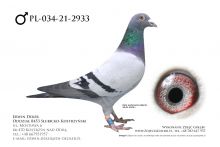 PL-034-21-2933 - samiec