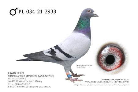 PL-034-21-2933 - samiec
