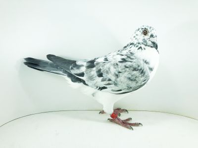 PL 034 22 3141 – org. Kąkol Jacek - / 216m – Finał 430km /  (prawdopodobnie samczyk)