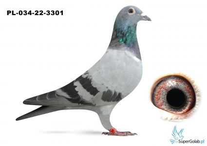 PL-034-22-3301 inbred DAKAR