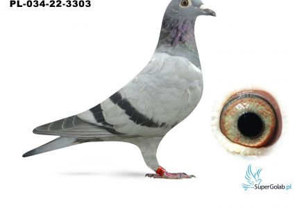 PL-034-22-3303 inbred DAKAR 