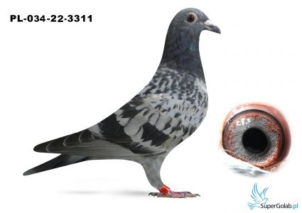 PL-034-22-3311 wnuczka DAKARA