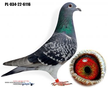 PL-034-22-6116  inbred na MATII  - 2 miejsce  wystawa środkowoeuropejska Trencin kat C