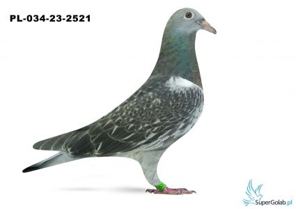 PL-034-23-2521- wnuk/wnuczka Dakara