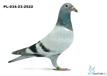 PL-034-23-2522 - wnuk/wnuczka Dakara