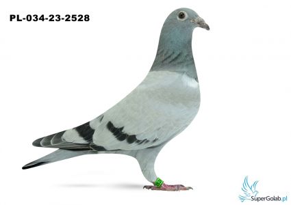PL-034-23-2528- wnuk/wnuczka DAKARA