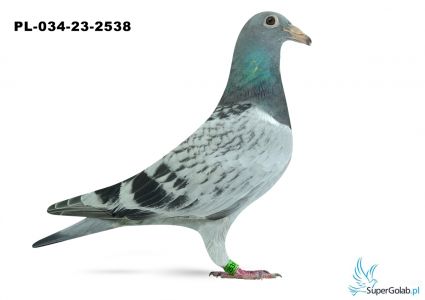 PL-034-23-2538 - wnuk/wnuczka DAKARA
