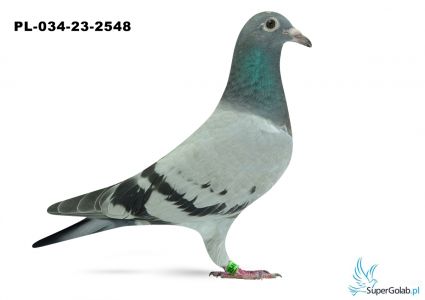 PL-034-23-2548- linia DAKAR, MATI