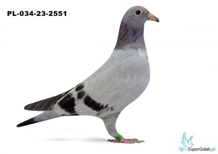 PL-034-23-2551 - - Albrecht Marcel inbred BACK 17 / De Rauw Sablon 