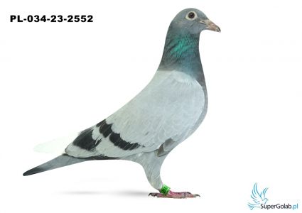 PL-034-23-2552- inbred DAKARA