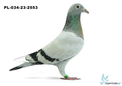 PL-034-23-2553 - inbred DAKAR