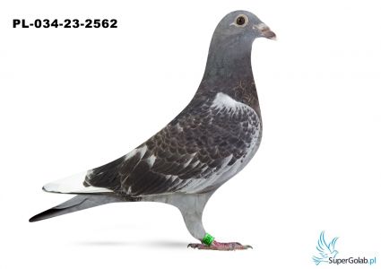 PL-034-23-2562 wnuk DAKARA x 4 AS Bielsko Biała 