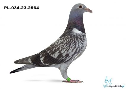 PL-034-23-2564 w rodowodzie DAKAR, Golden Prince, Armando