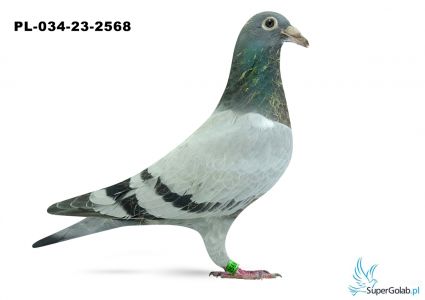 PL-034-23-2568 - inbred DAKARA