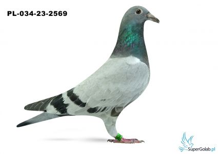 PL-034-23-2569 - inbred DAKARA