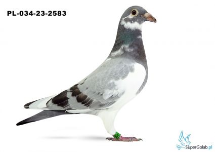 PL-034-23-2583 - od strony ojca Ludo Classens półbrat PRIMA VERA 4 AS Polski kat D , 15 AS Polski kat B.  Matka półsiostra DAKARA 