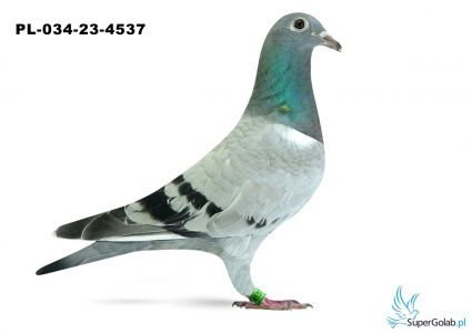 PL-034-23-4537 - inbred DAKARA