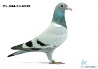 PL-034-23-4539 - De Rauw Sablon