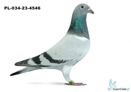PL-034-23-4546 - inbred DAKAR ( Brat DAKARA X Siostra DAKARA)