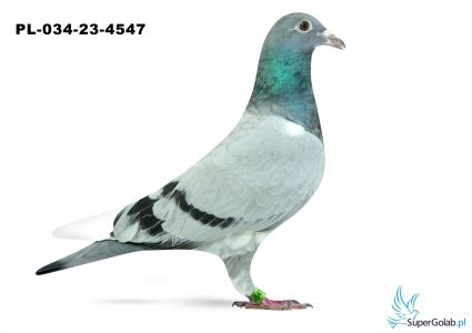 PL-034-23-4547 - inbred DAKAR ( syn DAKARA x córka DAKARA)