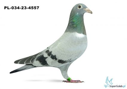 PL-034-23-4557 - inbred DAKAR